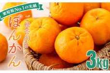 「先行予約」東洋町の完熟ポンカン＜3kg＞　U107