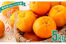 「先行予約」東洋町の完熟ポンカン＜5kg＞　U108