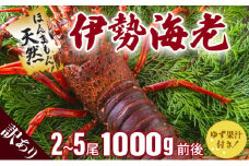 訳あり 活〆伊勢海老＜1,000g＞【冷凍】 国産 東洋町産 天然 新鮮 海鮮 ゆず果汁付き 刺身 焼き ボイル 四国 お取り寄せ お祝い 記念日 贈り物 送料無料 生 S215