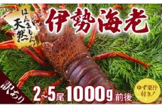 訳あり 活〆伊勢海老＜1,000g＞【冷凍】 国産 東洋町産 天然 新鮮 海鮮 ゆず果汁付き 刺身 焼き ボイル 四国 お取り寄せ お祝い 記念日 贈り物 送料無料 生 S215