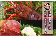 ウチワエビ(大)×1尾＆伊勢海老×1尾の豪華セット　 国産 東洋町産 天然 新鮮 海鮮 刺身 焼き ボイル 四国 お取り寄せ お祝い 記念日 贈り物 送料無料 セット商品 S218