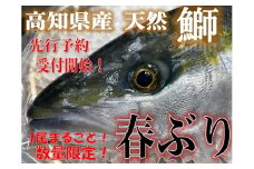 土佐の春ぶり　1本まるごと！　M207