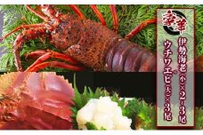 ウチワエビ(大)×3尾＆伊勢海老(小)×2~3尾の豪華セット 国産 東洋町産 天然 新鮮 海鮮 刺身 焼き ボイル 四国 お取り寄せ お祝い 記念日 贈り物 送料無料 セット商品 S233