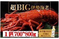 超BIG伊勢海老＜1匹＞1000匹に1匹レベル！【冷凍】刺身OK 国産 東洋町産 天然 新鮮 海鮮 四国 お取り寄せ お祝い 記念日 贈り物 送料無料 生 S241