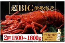 超BIG伊勢海老＜2匹＞1000匹に1匹レベルが2匹！【冷凍】 刺身OK 国産 東洋町産 天然 新鮮 海鮮 四国 お取り寄せ お祝い 記念日 贈り物 送料無料 生 S242
