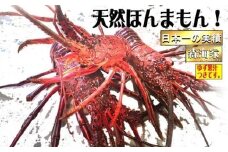 S37-C リピーター続出！伊勢海老＜600～700g（1～3尾）ランダム＞