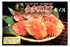 ウチワエビ（ボイル）7匹前後 500gセット＜数量限定＞ 海老 えび 国産 東洋町産 セット ゆで 茹で うちわえび  新鮮 海鮮 高知県 東洋町 四国 お取り寄せ 送料無料 S246