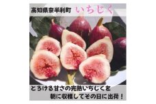116022　いちじく