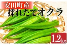 朝どれ 農家直送新鮮 オクラ 1.2kg 農家直送 新鮮 国産オクラ 野菜 夏野菜 美味しい 厳選 おかず 常温 朝どれ やさい  YK-03