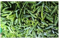 朝どれ農家直送新鮮オクラ 240本 農家直送 オクラ 240本 新鮮 国産オクラ 野菜 夏野菜 美味しい 厳選 おかず 常温 朝どれ お取り寄せグルメ 贈答  YK-04