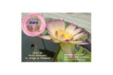＜7月より順次発送予定＞北川村モネの庭の『睡蓮』★熱帯性★【1585734】