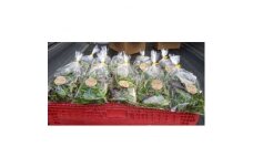 ＜栽培期間中農薬不使用＞四国のど真ん中で栽培された生鮮ベビーリーフ　約40g×10袋セット【1508370】