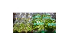 ＜栽培期間中農薬不使用＞生鮮リーフレタス約100g×4袋 と ベビーリーフ約40g×6袋のセット　【1508384】