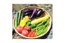 tthy4土佐れいほく野菜（4回お届け）
