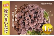 氷室原木まいたけ【2025年事前予約】1ｋg