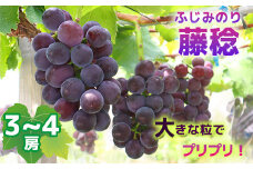 【2025年収穫】藤稔(ふじみのり）3~4房