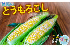 とうもろこし ドルチェドリーム20本
