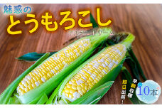 とうもろこし ドルチェドリーム10本 