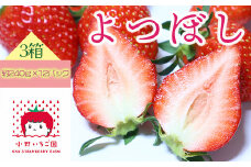 小野いちご園　いちご3箱（12パック）