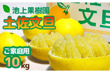 土佐文旦　家庭用10kg（池上果樹園）