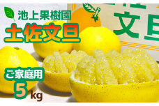 土佐文旦　家庭用5kg（池上果樹園）