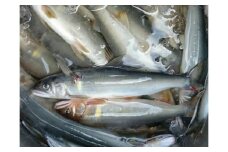 0232401 京都の料亭絶賛！鮎屋仁淀川の仁淀ブルー友釣あゆ500g（5-14尾）