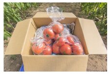 0072702 そらの訳ありトマト（約１.２kg）