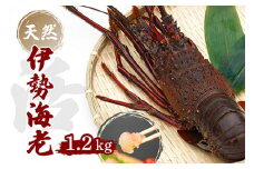 産地直送！＜生＞ 伊勢海老 ( レシピ付き ) 1.2kg 1200g