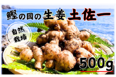 鰹乃國の生姜 ( 土佐一 ) 500g ( 自然栽培 農薬 化学肥料不使用 高知県 )