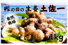 鰹乃國の生姜 ( 土佐一 ) 1kg ( 自然栽培 農薬 化学肥料不使用 高知県 )