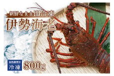 伊勢海老 ( 冷凍 ) お味噌汁用 約 800g エビ えび 家庭用 訳あり 加熱用