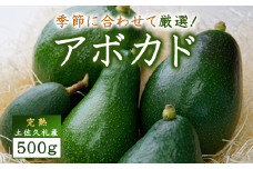 〈 先行予約受付中 〉 土佐久礼産 完熟アボカド 500g 国産 高知県産 完熟 クリーミー サラダ