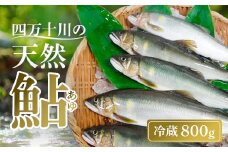 四万十川上流 の 天然 釣り鮎 800g 【 冷蔵 4～14尾 】 鮎 あゆ アユ 川魚 高知県 四万十