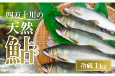 四万十川上流 の 天然 釣り鮎 1kg 【 冷蔵 5～18尾 】 鮎 あゆ アユ 川魚 高知県 四万十