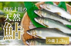 四万十川上流 の 天然 釣り鮎 1.3kg 【 冷蔵 6～22尾 】 鮎 あゆ アユ 川魚 高知県 四万十