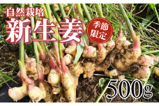 〈先行予約受付中〉 自然栽培 新生姜 500g 高知県産