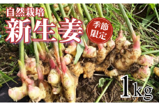 〈先行予約受付中〉 自然栽培 新生姜 1kg 高知県産
