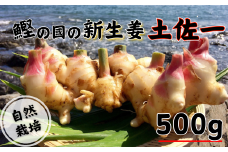 鰹乃國の新生姜 ( 土佐一 ) 500g 高知県産