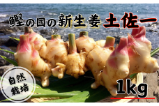 鰹乃國の新生姜 ( 土佐一 ) 1kg 高知県産