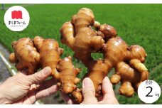 ましまファームの囲い生姜＆親生姜食べ比べセット計2kg