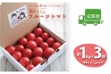＜＜2026年発送＞＞【3回定期便】フルーツトマト 1kg×3回『合計3kg』 織田トマト 高知  牧野富太郎博士の好物　＜毎年2月末頃まで申込受付＞【1月頃～5月頃の間に3回お届け】