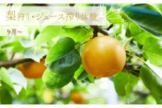 梨狩り ナシ収穫体験 + 生ジュース搾り体験 土本観光果樹園 お土産付 高知で果物狩り