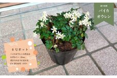 ＜バイカオウレン＞ 苗 ポット 4号 1個　＜12月～2月頃の間に発送予定＞　花 日本植物学の父 牧野富太郎 博士 森の妖精  梅花黄蓮 高知 佐川町  キンポウゲ科 ゴカヨウオウレン 常緑早春咲き
