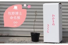 【2026年3～4月ごろ発送分予約受付中】稚木の桜 ワカキノサクラ ミニ桜 苗木 牧野博士命名種 1鉢 朝ドラ らんまん 牧野富太郎