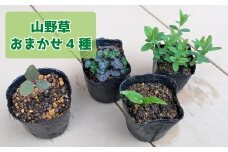 ヤマシャクヤク+種から育てた（内容お任せ）山野草3種 全4種4鉢（9cmポット）山野草福袋 多年草 一年草 二年草 植物の町佐川町から らんまん 朝ドラ 牧野富太郎 植物博士 庭 花 草木 芍薬