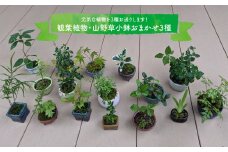 【お任せ3種】ミニ観葉植物 盆栽小鉢 テーブルプランツ 小さい プラントポット お花 緑 グリーン オシャレ 屋内 室内 癒やし シンプル 植替え ガーデン 置物 山野草 シダ植物 工房暁月