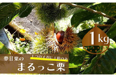 【ふるさと納税限定】＜2025年10月中旬以降発送予定＞  夢甘栗 まるっこ栗 秀品 高級生栗 約1kg  　事前予約受付中