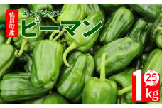 ＜ピーマン＞1kg さらら 高知 野菜 夏 苦みが少ない 佐川町産 ＜毎年5月下旬頃～11月頃まで発送予定＞