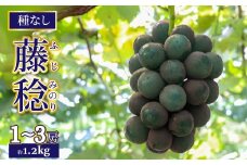 ＜2026年8月上旬以降に発送＞【藤稔 約1.2kg（1～3房）】先行予約 ぶどう grape fruit 藤みのり フレッシュ 旬 果物 くだもの 高知県 佐川町産