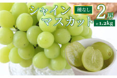 ＜シャインマスカット＞先行予約 ぶどう grape fruit フレッシュ 旬 果物 くだもの 高知県 佐川町産＜2025年8月下旬以降に発送＞